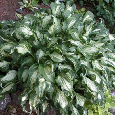 Hosta 'Allegan Fog'